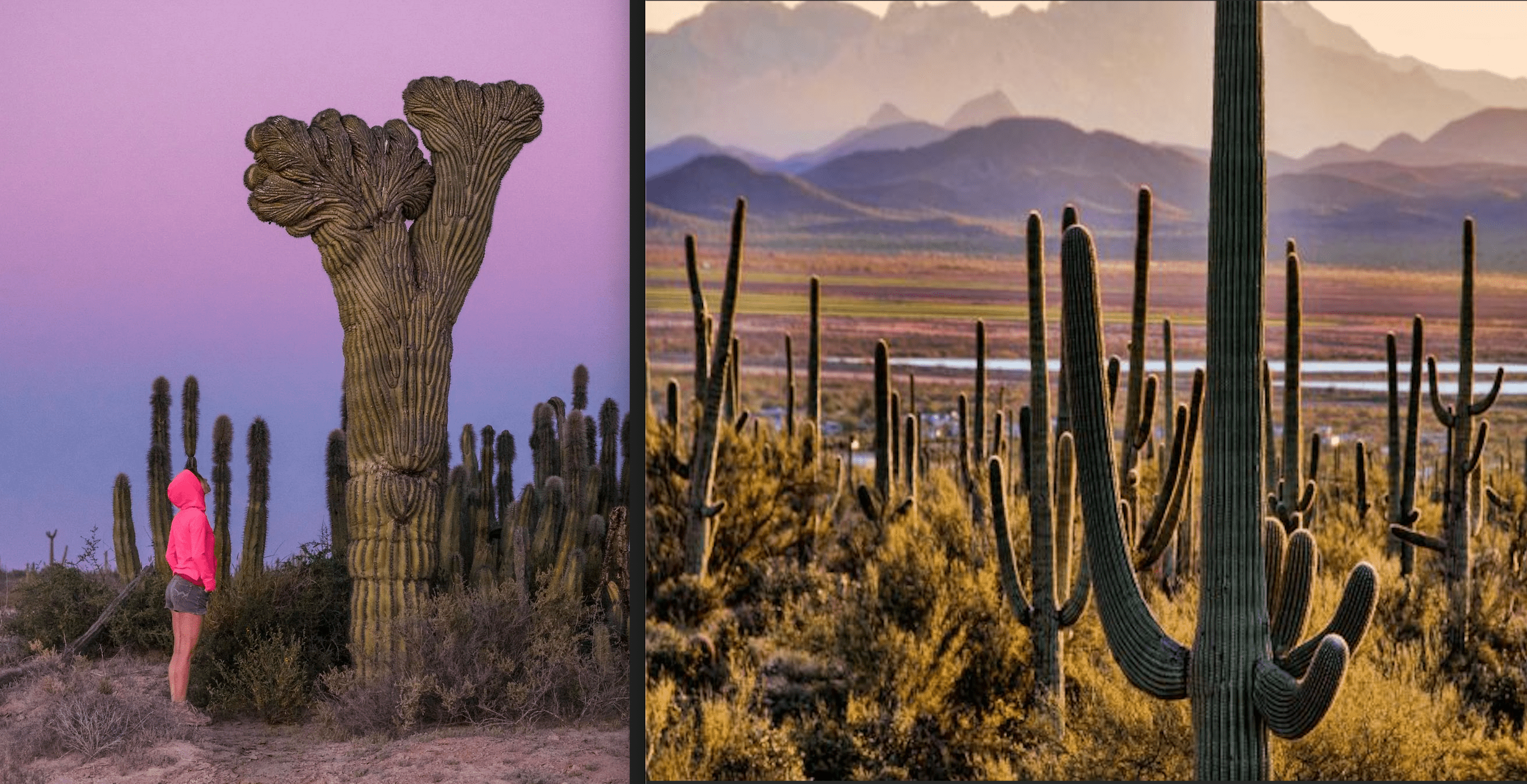 El Bosque de Sahuaros es un lugar alucinante con cientos de enormes cactus ancestrales