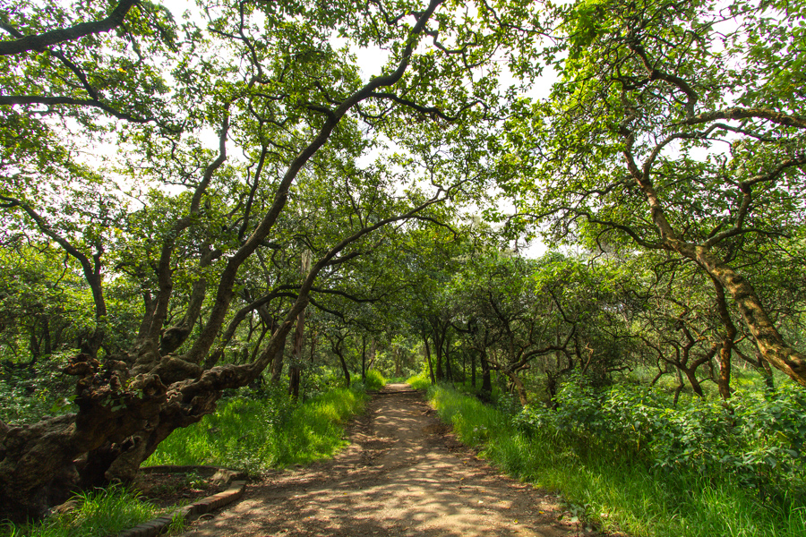 bosque de tlalpan