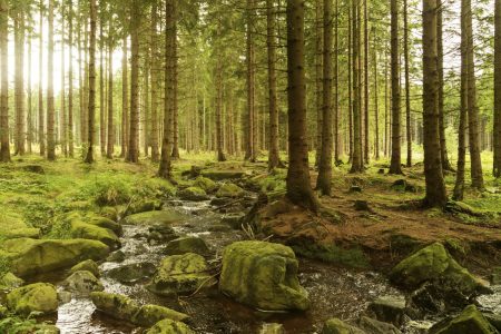 Algunas leyendas nacidas en los bosques mexicanos