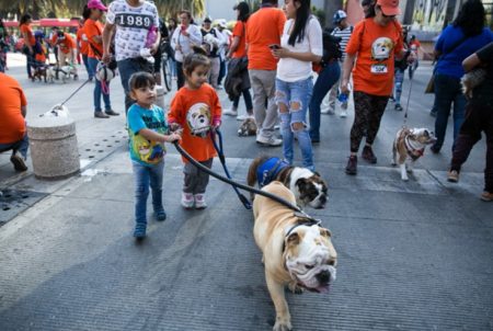 ¡La CDMX rompe récord de caminata de bulldogs!