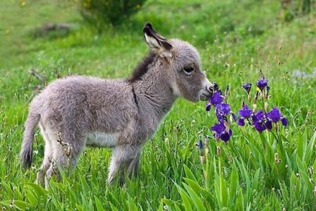 Burro mexicano: la triste historia de una maravillosa especie en peligro de extinción