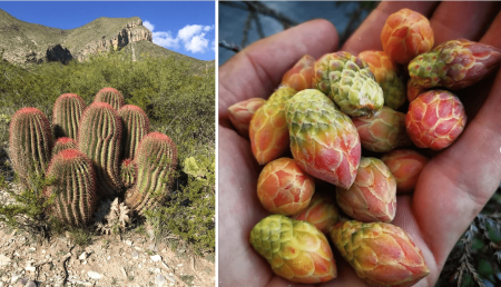 El cabuche, la joya gastronómica de Real de Catorce