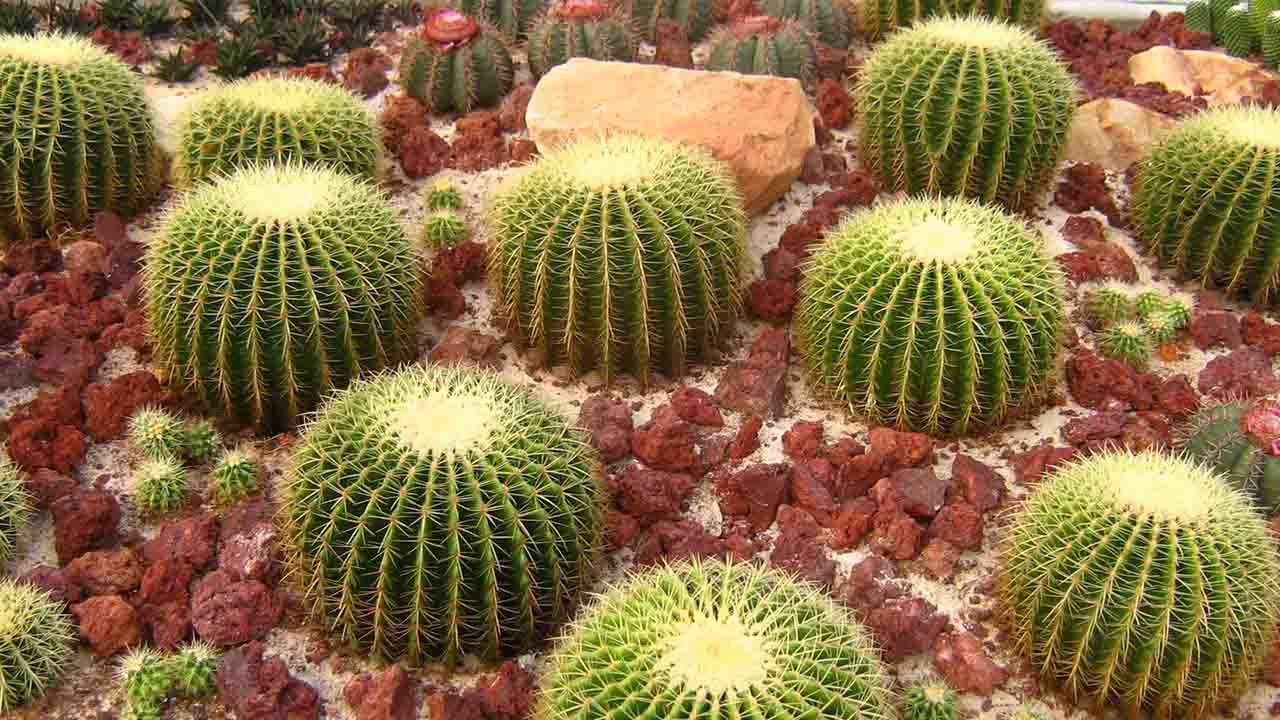 La feria de adopción de cactáceas y suculentas, un edén de plantas ornamentales