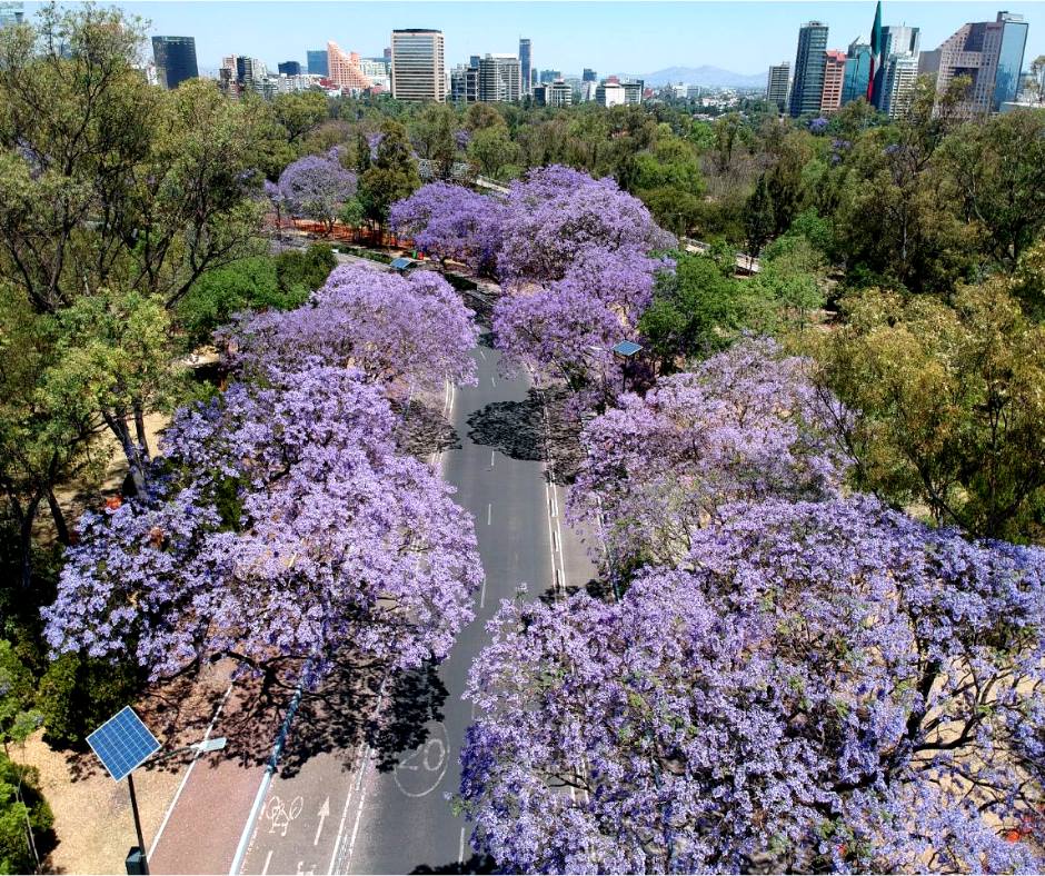 campana regalale un arbol bosque chapultepec