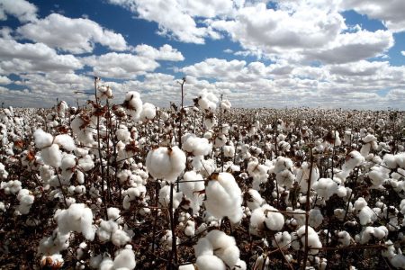 Los campos de algodón mexicano, un material biodegradable y eco-amigable