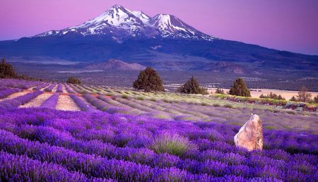 Los espectaculares campos de lavanda en México