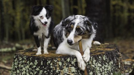 Can Fest: el evento chilango que promueve el cuidado integral de las mascotas