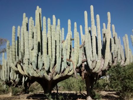 Candelabro: el cáctus gigante y más precioso del mundo