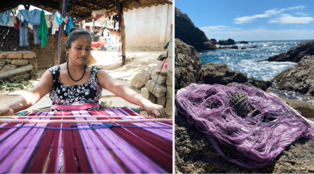 Purpurina y los fascinantes caracoles púrpuras de las Islas Marías