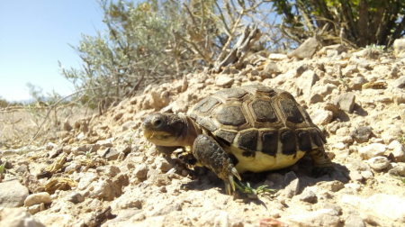 Casquitos: tortugas endémicas que viven en la Reserva de la Biosfera de Mapimí