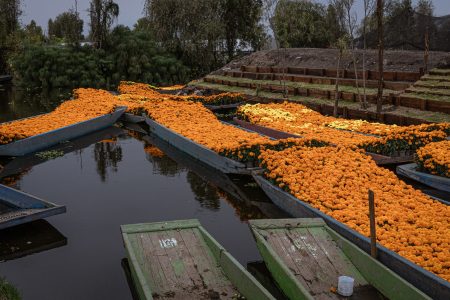 Primer Centro de Acopio de Cempasúchil: dale un uso sustentable después del Día de Muertos