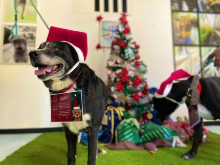 Así ayudarán a Santa Claus los perritos rescatados del Metro de la CDMX