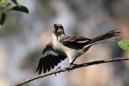 El bello mito del Cenzontle: el pájaro de las 400 voces