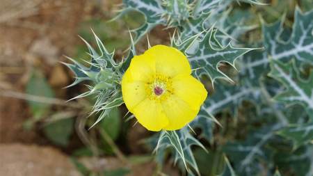 Un poco sobre el Chicalote, los beneficios y complejidades de esta bella planta