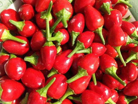 Chile chiltepín: el oro rojo más picante y delicioso del país