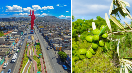 Chimalhuacán es un paraíso de olivos, aceitunas y aceite de oliva