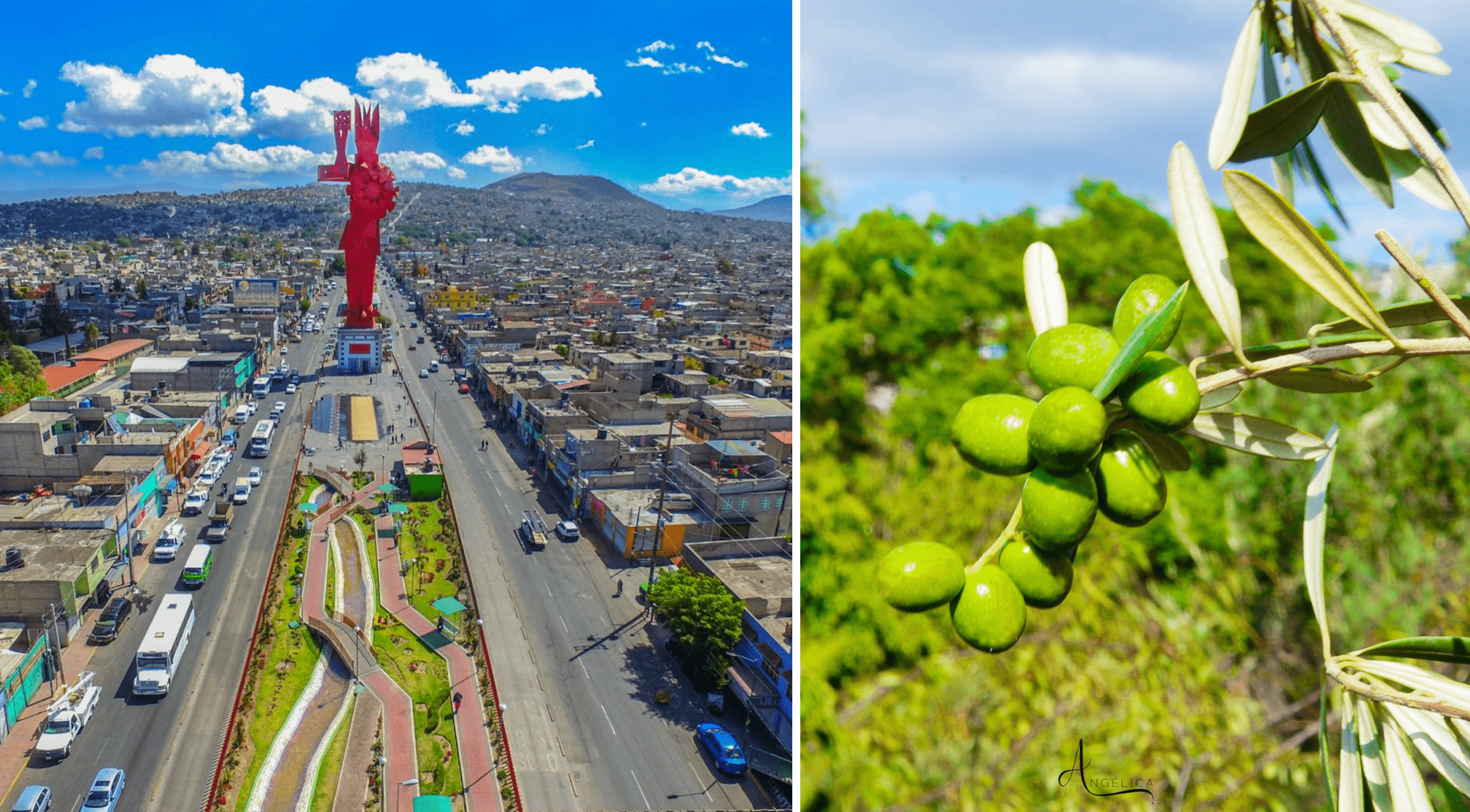 Chimalhuacán es un paraíso de olivos, aceitunas y aceite de oliva