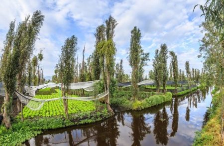 Chinampa Atliacac es un proyecto que florece en medio de la pandemia