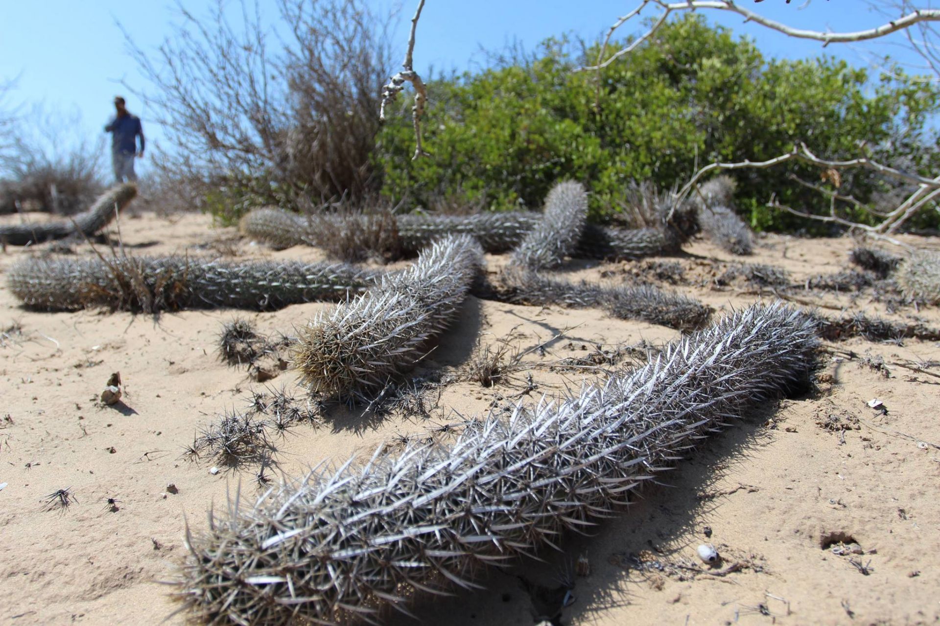 La chirinola mexicana, el increíble cactus que camina