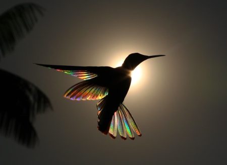 La leyenda maya de los colibrís encierra buenos deseos y felicidad