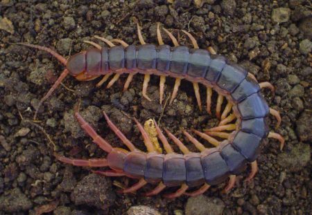 Veneno de ciempiés mexicano sirve como un potente calmante