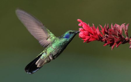 Colibríes: leyendas, simbolismos y toda la mística del ave mensajera