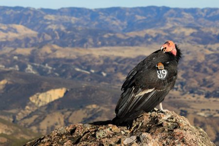 México es el hábitat ideal para salvar al Cóndor californiano de la extinción