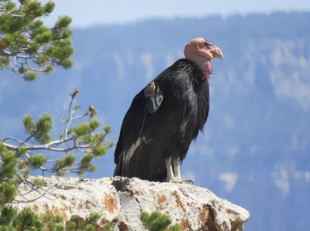 Zoológico de San Juan de Aragón se suma al programa de Conservación del Cóndor