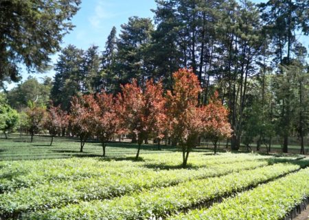 Aquí se cultivan los árboles que habitan la Ciudad de México