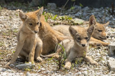 Adopta a uno de los habitantes del Museo del Desierto