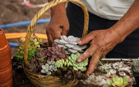 Festival de Cactáceas en Xochimilco, un evento para conocer más de la biodiversidad mexicana