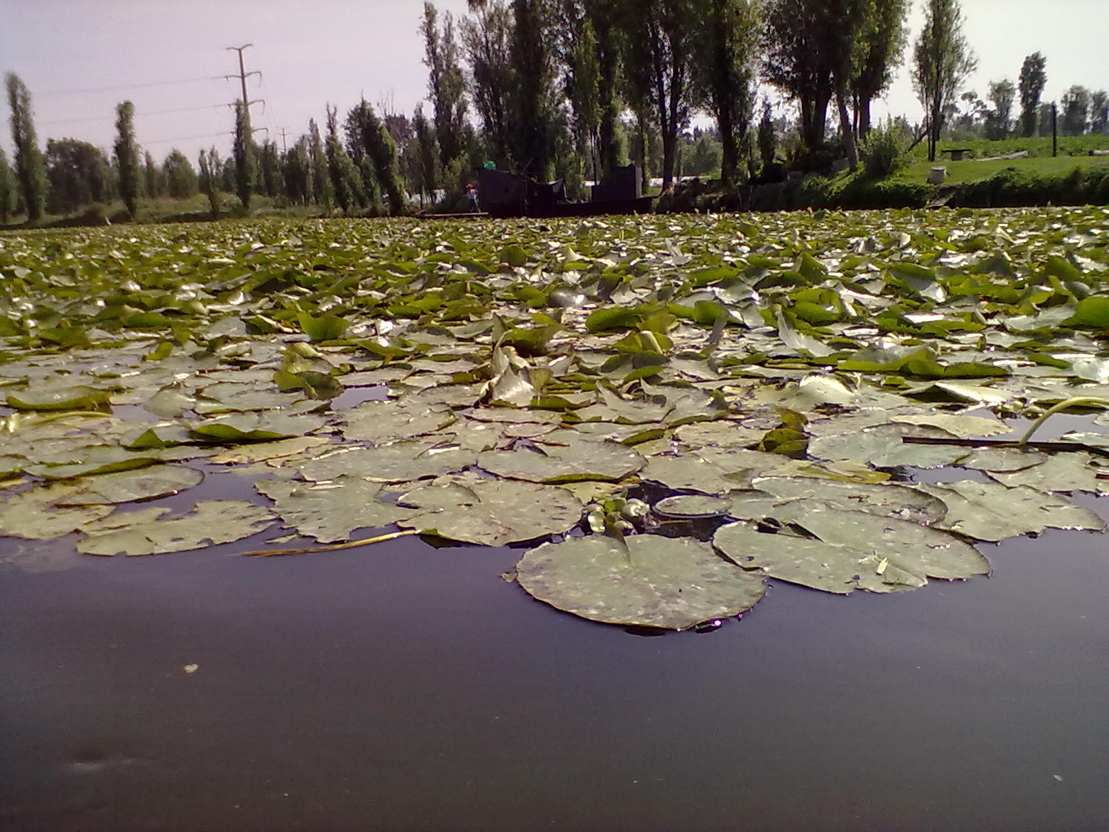 cuemanco xochimilco oferta de verduras libres de agroquimicos