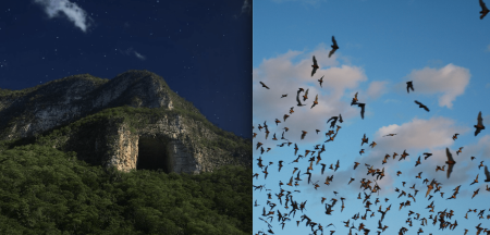 Cueva de la Boca en Monterrey: el santuario natural de los murciélagos