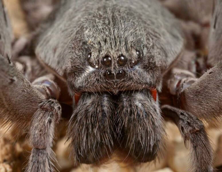 Una enorme araña es descubierta en una cueva mexicana