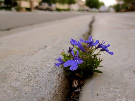 Renacer de las cenizas