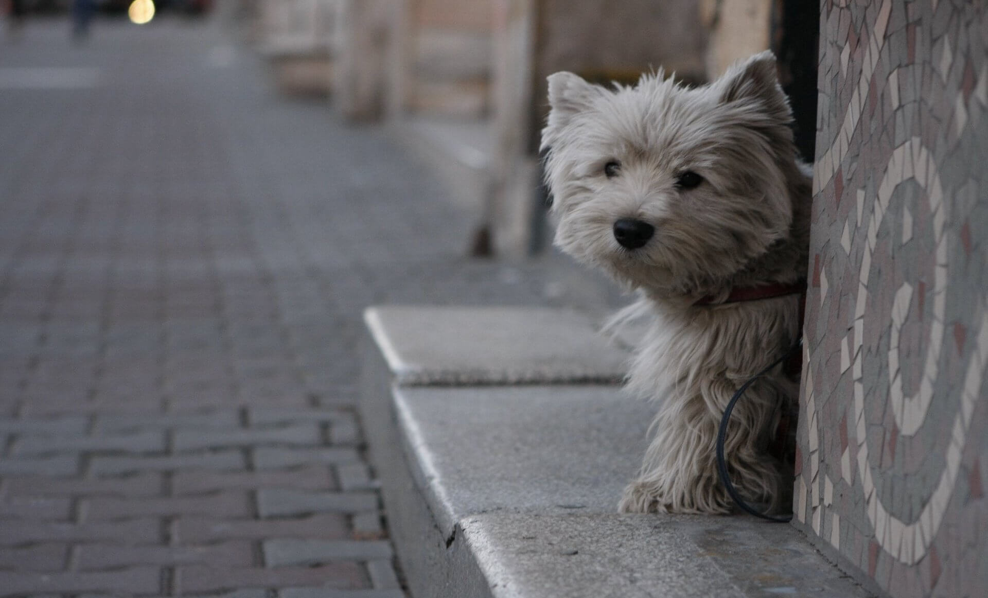 ¿Cómo ayudar a las mascotas en caso de sismo?