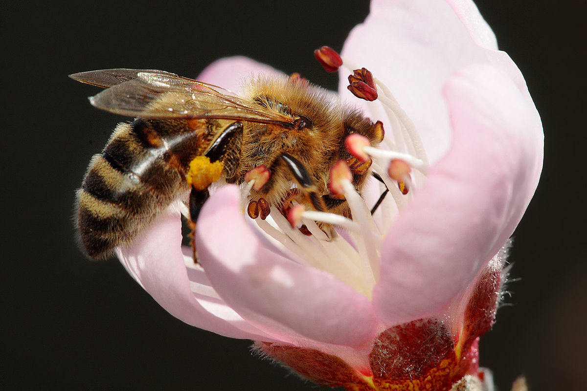 Las abejas se están extinguiendo, ¿qué podemos hacer para salvarlas?