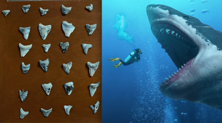 Un ciudadano entregó al INAH 211 dientes fósiles de un Megalodon