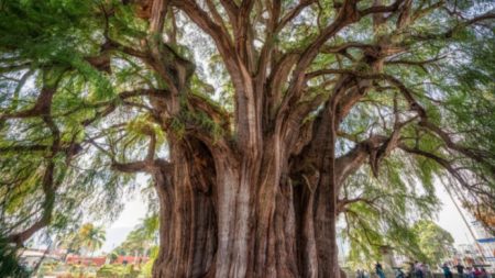 El Pino, el majestuoso ahuehuete multicentenario más antiguo de México