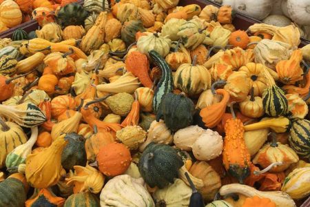 El origen mundial de la calabaza fue en México y aquí sus diversas variedades