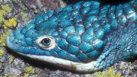 Dragoncito azul, una de las especies más lindas de la Sierra Madre Oriental