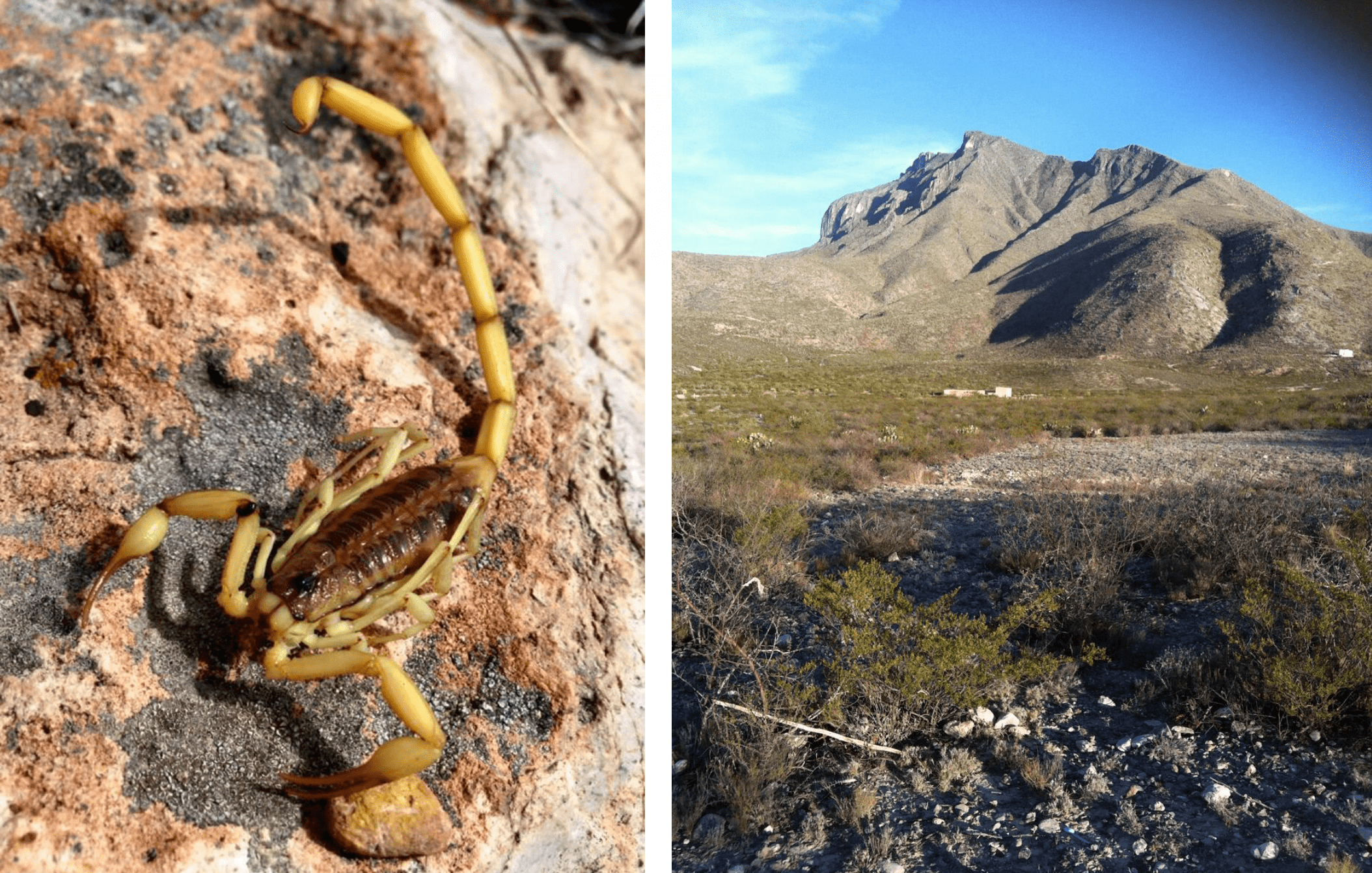 Durango, la tierra que ha hecho del alacrán su tótem