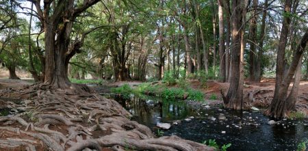 El Sabinal, un majestuoso pulmón de agua en Aguascalientes