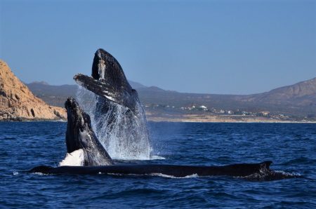 El santuario de ballena Gris más importante del mundo está en Baja Sur