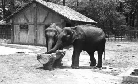 El día que una elefanta del zoológico se escapó y deambuló por la ciudad