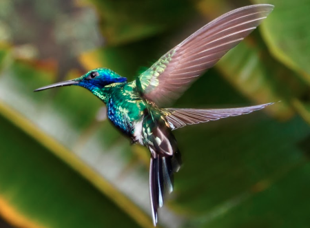 ¿Cuántas de las diferentes especies de colibrí has visto en México? (VIDEO/INFOGRÁFICO)