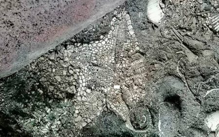 El insólito hallazgo de una estrella marina casi intacta en el Templo Mayor de Tenochtitlan