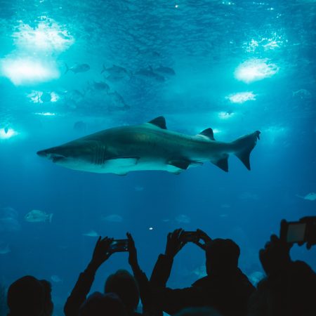 Tiburones: una aventura inmersiva para conocer a los reyes del mar en Chapultepec