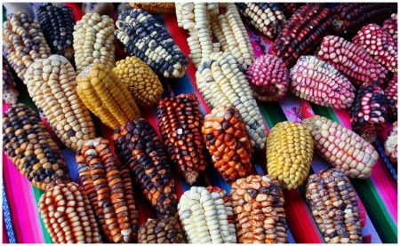 5 buenas razones para asistir a la Feria del Elote y la Tortilla en Tláhuac