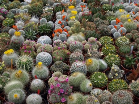 El bellísmo Festival de las Cactáceas en la encantadora Casa del Risco